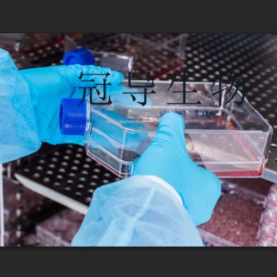 TGC流体培养基大量供应