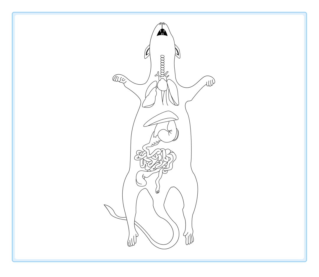 科研人必备！小鼠插图免费获取