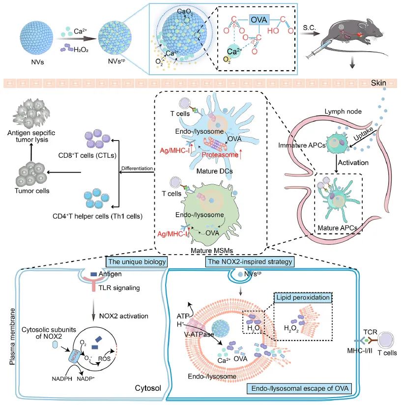 【文献速递】动物活体成像系统在纳米医学领域中的应用
