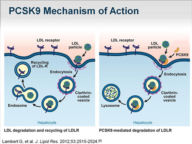 B6-hPCSK9-UTR新品小鼠来袭，助力抗体类、核酸类药物药效评价