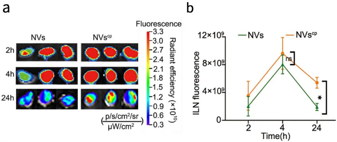 【文献速递】动物活体成像系统在纳米医学领域中的应用
