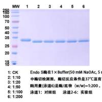 Endo S(糖苷内切酶 S)
