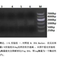 Benzonase Nuclease