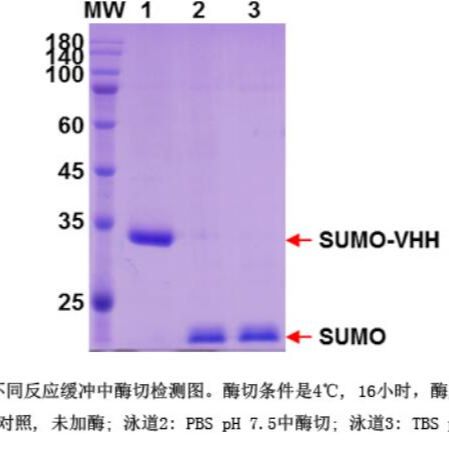 SUMO Protease