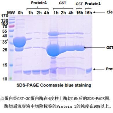 3C Protease