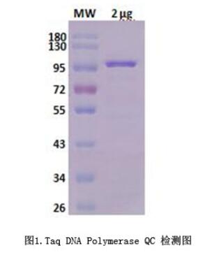 Taq DNA Polymerase