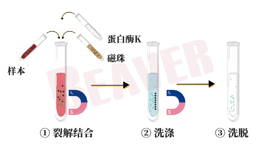 非洲猪瘟病毒检测 | 复杂样本前处理，海狸磁珠来助力