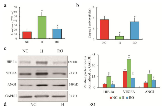 低氧/厌氧产品案例——低氧与视网膜病变