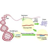 外泌体miRNA测序