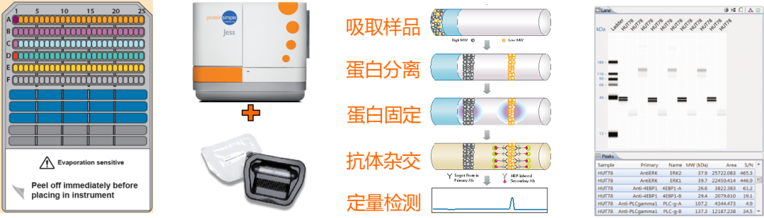 Western Blot 神器！造假？质疑？撤稿？不存在的！