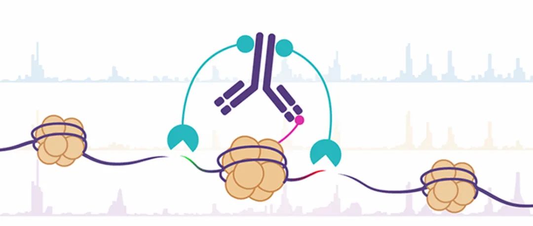 CUT&Tag试剂盒添新品啦！让您CUT&Tag技术轻松get√