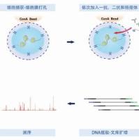 CUT&Tag-IT™ Assay Kit