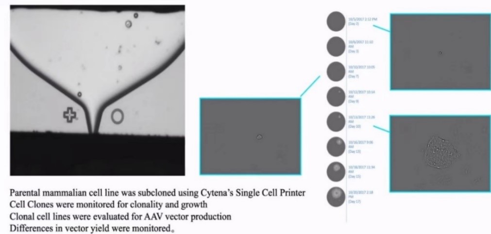 基因与细胞治疗领域的病毒载体生产用细胞株的开发