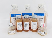 细胞培养之血清使用注意事项