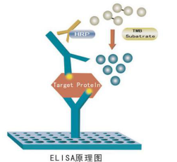 ELISA 试剂盒原理与质量评估指标
