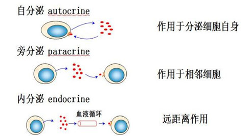 探讨细胞因子作用功能
