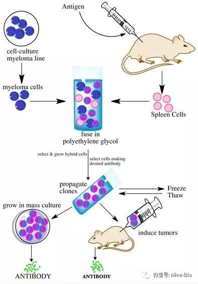 HybriMore——助力高效杂交瘤细胞融合和单克隆化