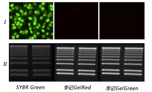 如何选择核酸染料