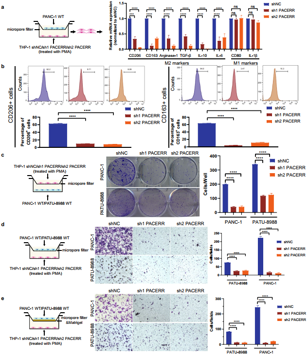 在胰管腺癌中,LncRNA-PACERR通过与miR-671-3p和m6A-reader IGF2BP2相互作用诱导肿瘤前巨噬细胞