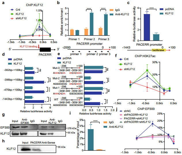 在胰管腺癌中,LncRNA-PACERR通过与miR-671-3p和m6A-reader IGF2BP2相互作用诱导肿瘤前巨噬细胞