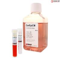 Sciencell 7061 子宫上皮细胞培养基-serum free CerEpiCM 现货特价