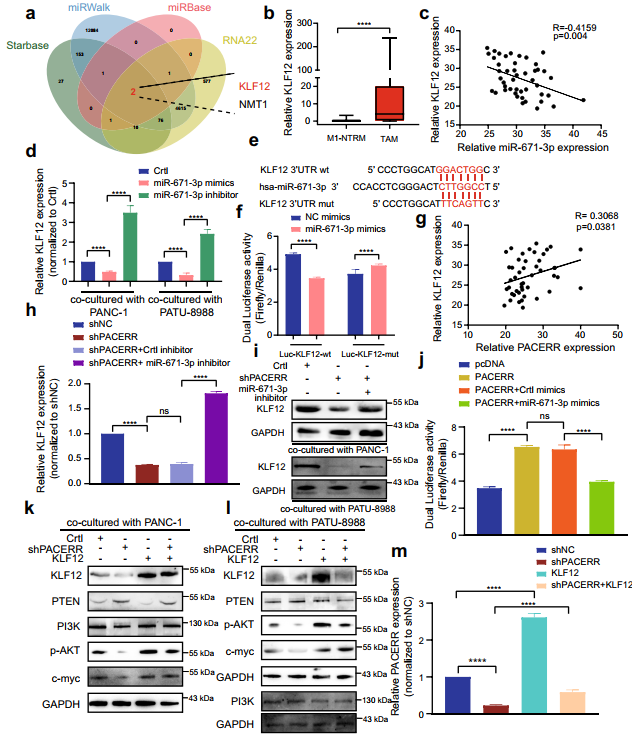 在胰管腺癌中,LncRNA-PACERR通过与miR-671-3p和m6A-reader IGF2BP2相互作用诱导肿瘤前巨噬细胞