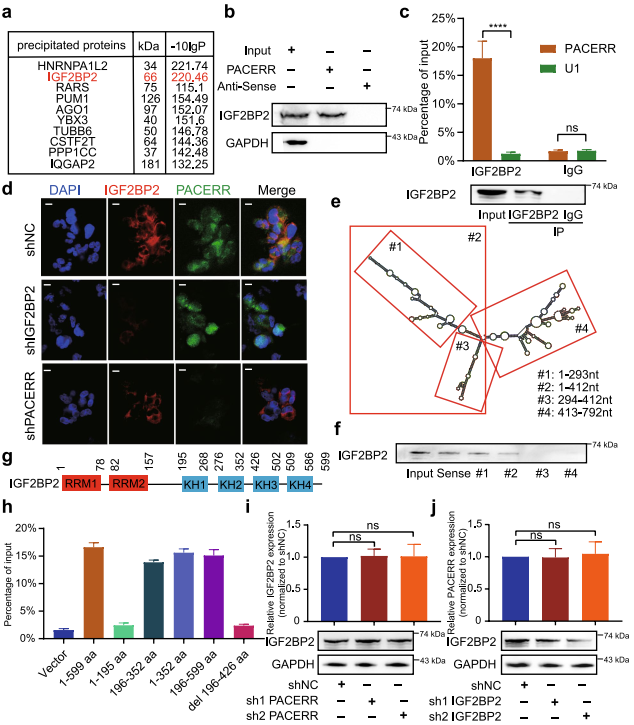 在胰管腺癌中,LncRNA-PACERR通过与miR-671-3p和m6A-reader IGF2BP2相互作用诱导肿瘤前巨噬细胞