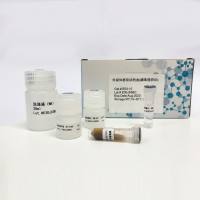 外泌体提取试剂（磁珠法）