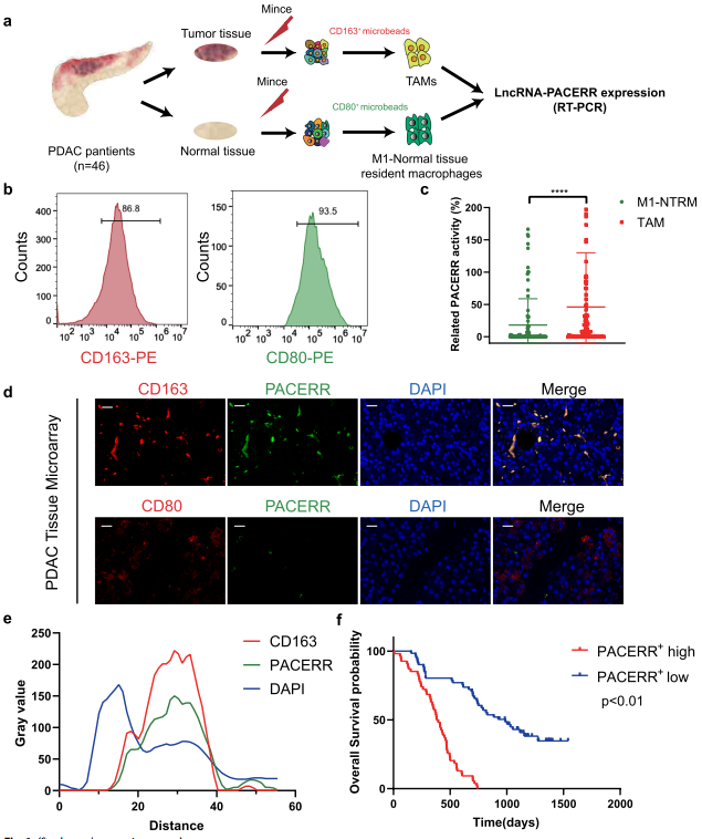 在胰管腺癌中,LncRNA-PACERR通过与miR-671-3p和m6A-reader IGF2BP2相互作用诱导肿瘤前巨噬细胞