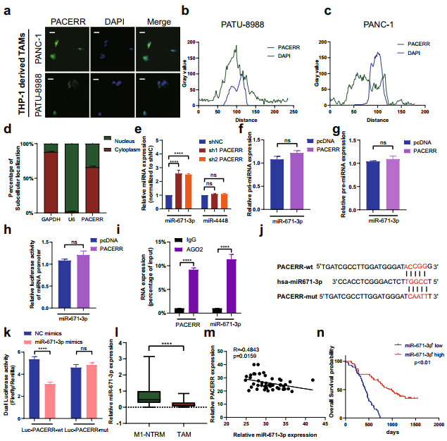 在胰管腺癌中,LncRNA-PACERR通过与miR-671-3p和m6A-reader IGF2BP2相互作用诱导肿瘤前巨噬细胞