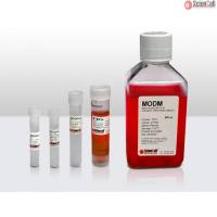 Sciencell 7531 间充质干细胞成骨分化培养基 现货特价