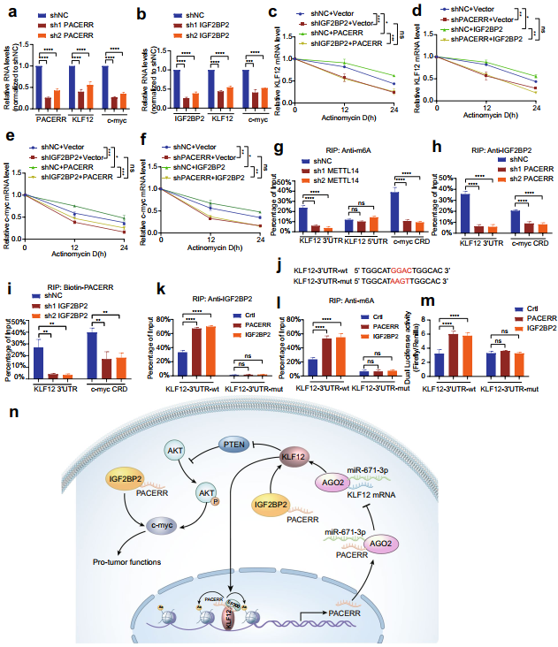 在胰管腺癌中,LncRNA-PACERR通过与miR-671-3p和m6A-reader IGF2BP2相互作用诱导肿瘤前巨噬细胞