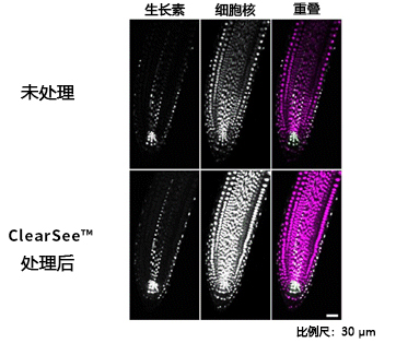 024-18751,植物科学新技术 植物透明化试剂Clear