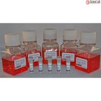 Sciencell 5931 HPSC 神经诱导培养基 现货特价