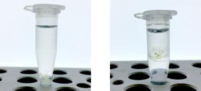 024-18751,植物科学新技术 植物透明化试剂Clear