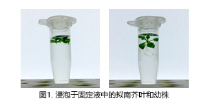 024-18751,植物科学新技术 植物透明化试剂Clear