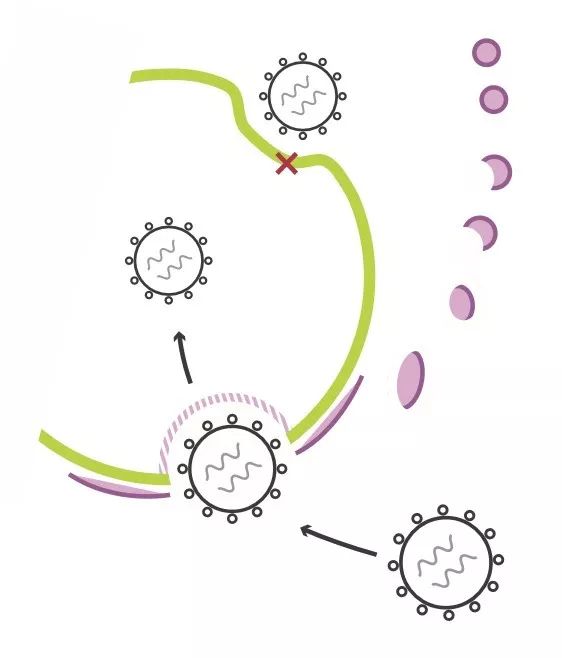LentiBOOST慢病毒转导增强剂——从研发到临床无缝衔接