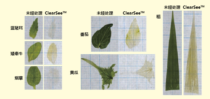 024-18751,植物科学新技术 植物透明化试剂Clear