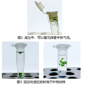 024-18751,植物科学新技术 植物透明化试剂Clear