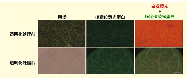 024-18751,植物科学新技术 植物透明化试剂Clear