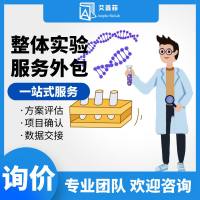 整体实验服务外包 小鼠实验外包 动物实验外包