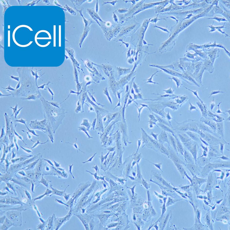 SK-N-SH 人神经母细胞瘤细胞 STR鉴定 赛百慷（iCell）