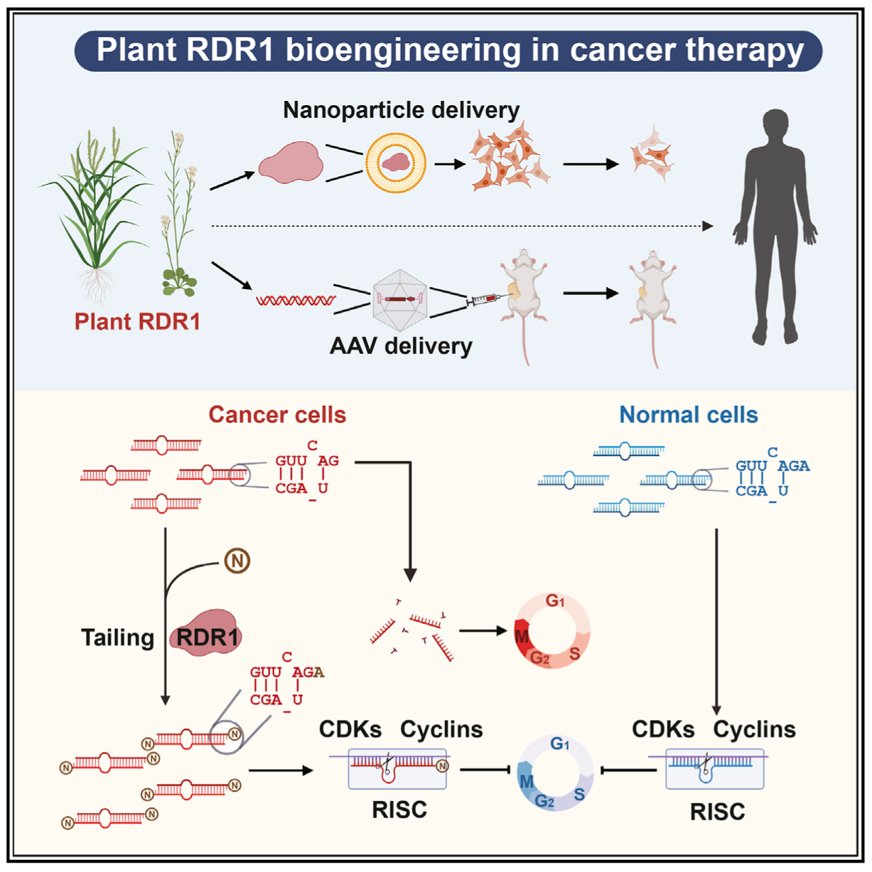 miRNA研究进展盘点（20220602）