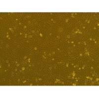 大鼠原代垂体细胞