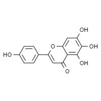 野黄芩素 HPLC≥98%