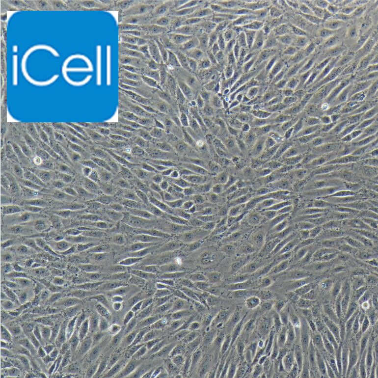 人淋巴管内皮细胞/免疫荧光鉴定/镜像绮点（Cellverse）