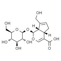 京尼平苷酸（分析标准品）
