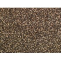 大鼠原代胰腺星状细胞