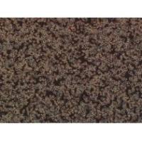 大鼠神经星形胶质细胞