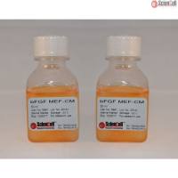 Sciencell 5891 bFGF 刺激的小鼠胚胎成纤维细胞条件培养基 现货特价